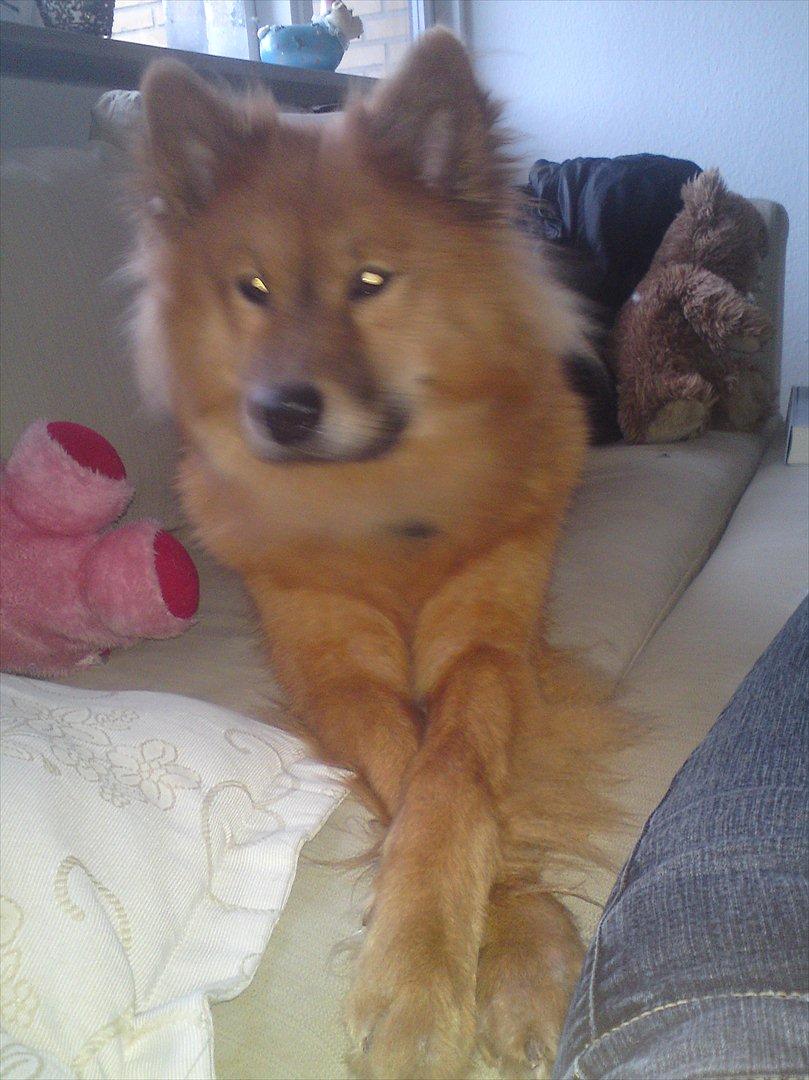 Eurasier Kærlundegårds Unun billede 15