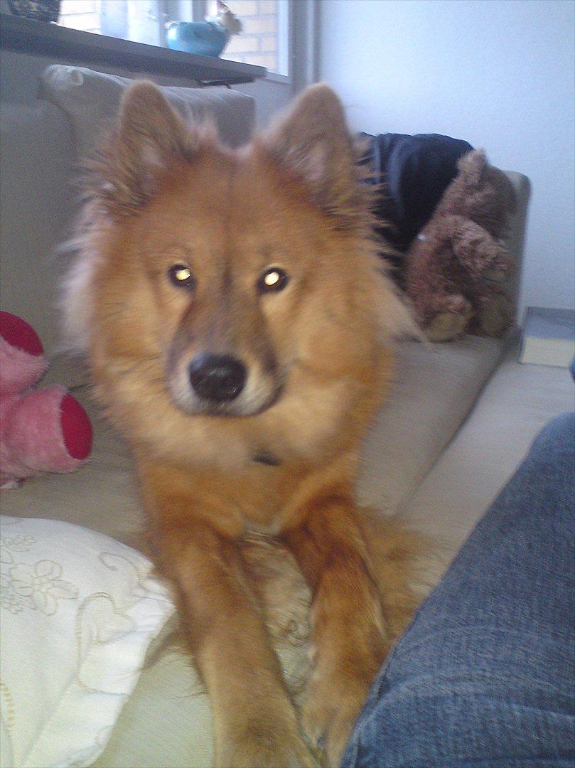 Eurasier Kærlundegårds Unun billede 16