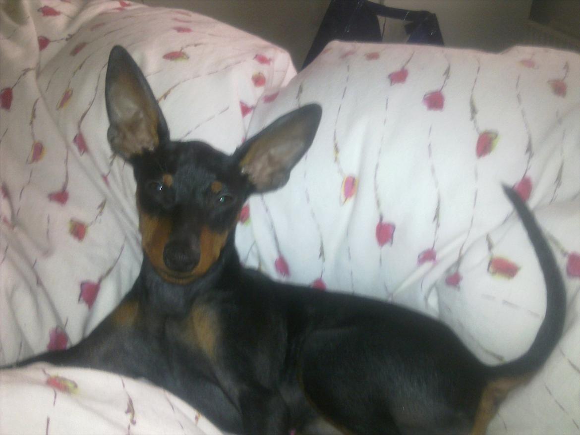 Dvaergpinscher Rødkildes Lucka - Lucka 17 uger gammel ;) billede 13