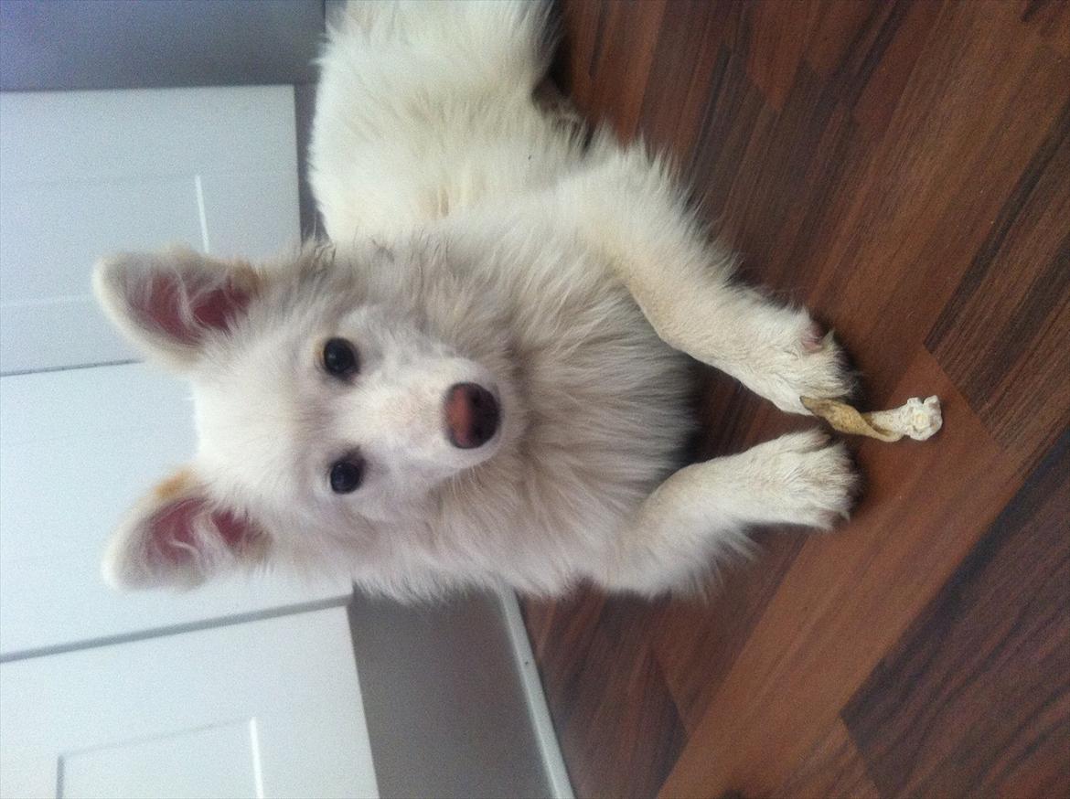 Blanding af racer Nilla billede 1