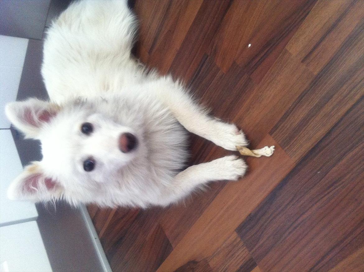 Blanding af racer Nilla billede 2