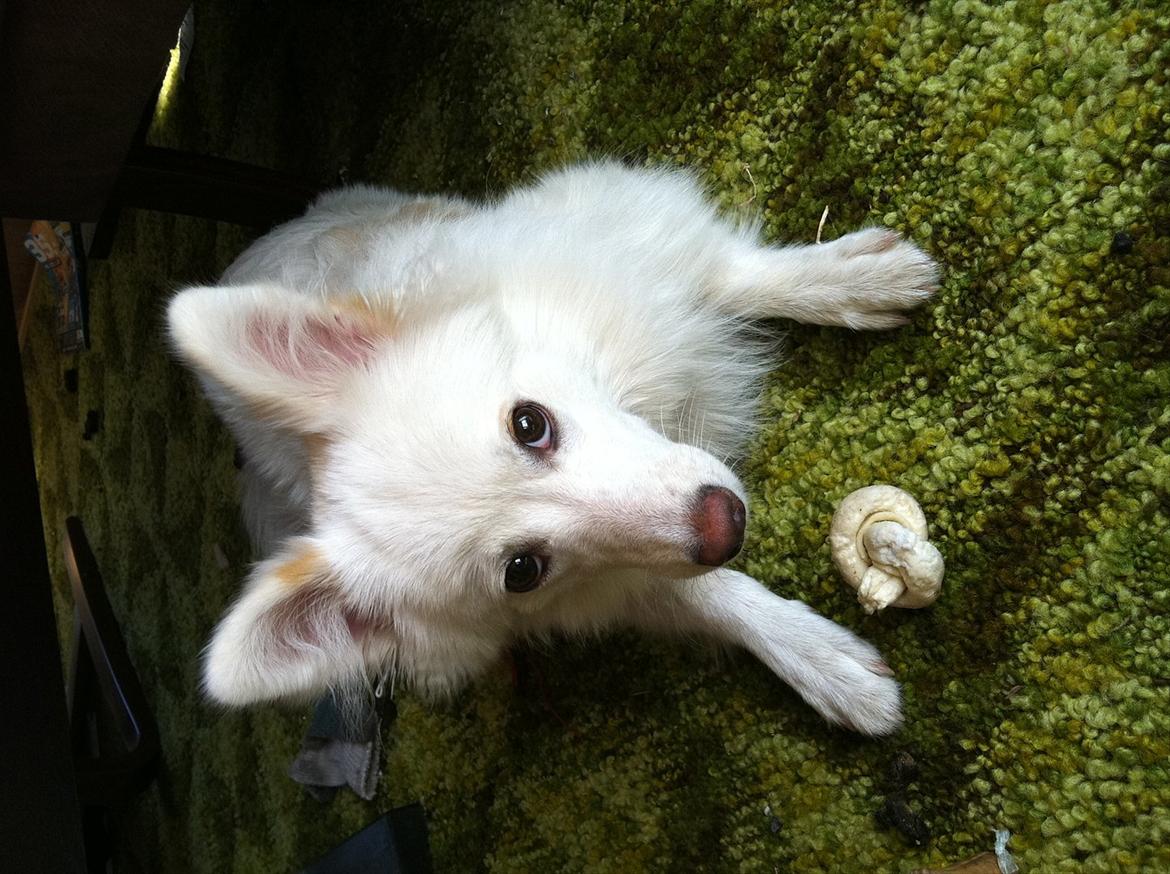 Blanding af racer Nilla billede 3