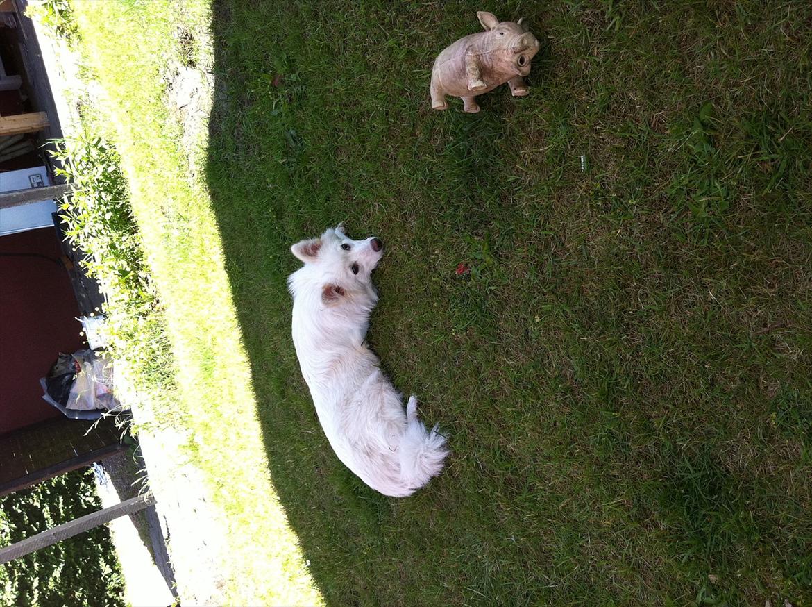 Blanding af racer Nilla billede 4