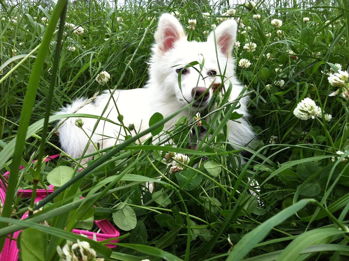 Blanding af racer Nilla billede 5