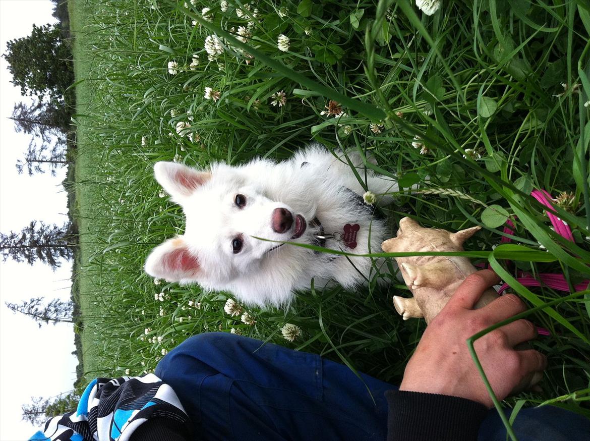 Blanding af racer Nilla billede 6