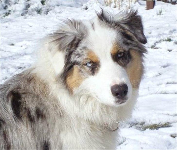 Australian shepherd Nivea billede 2