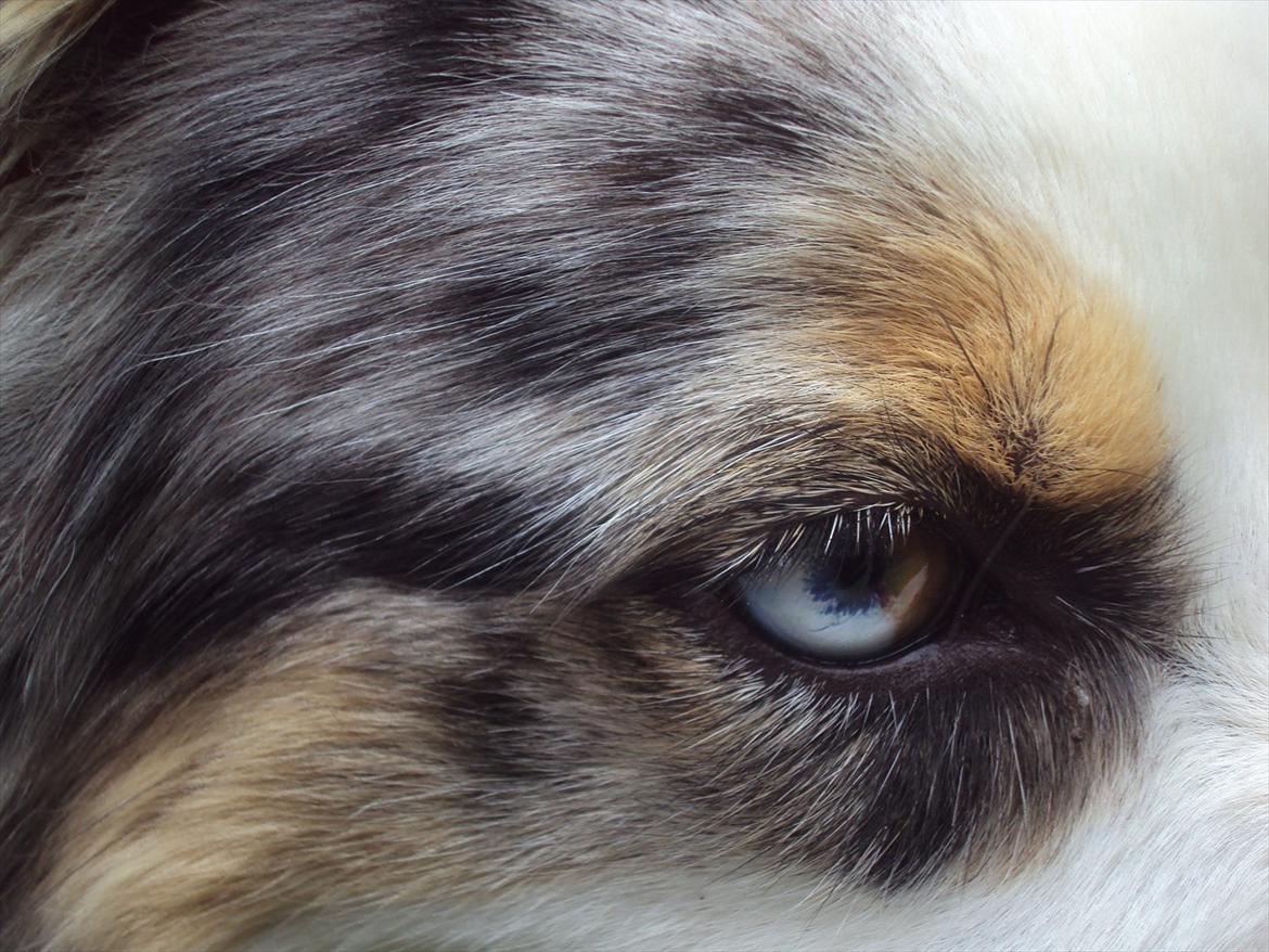 Australian shepherd Nivea billede 4