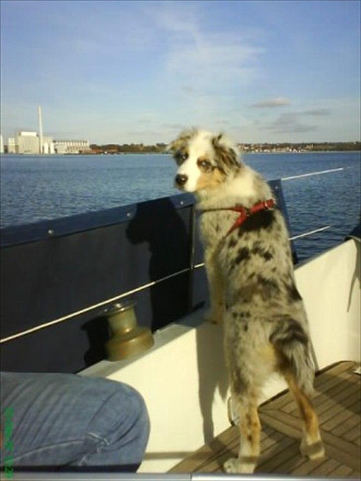 Australian shepherd Nivea billede 13