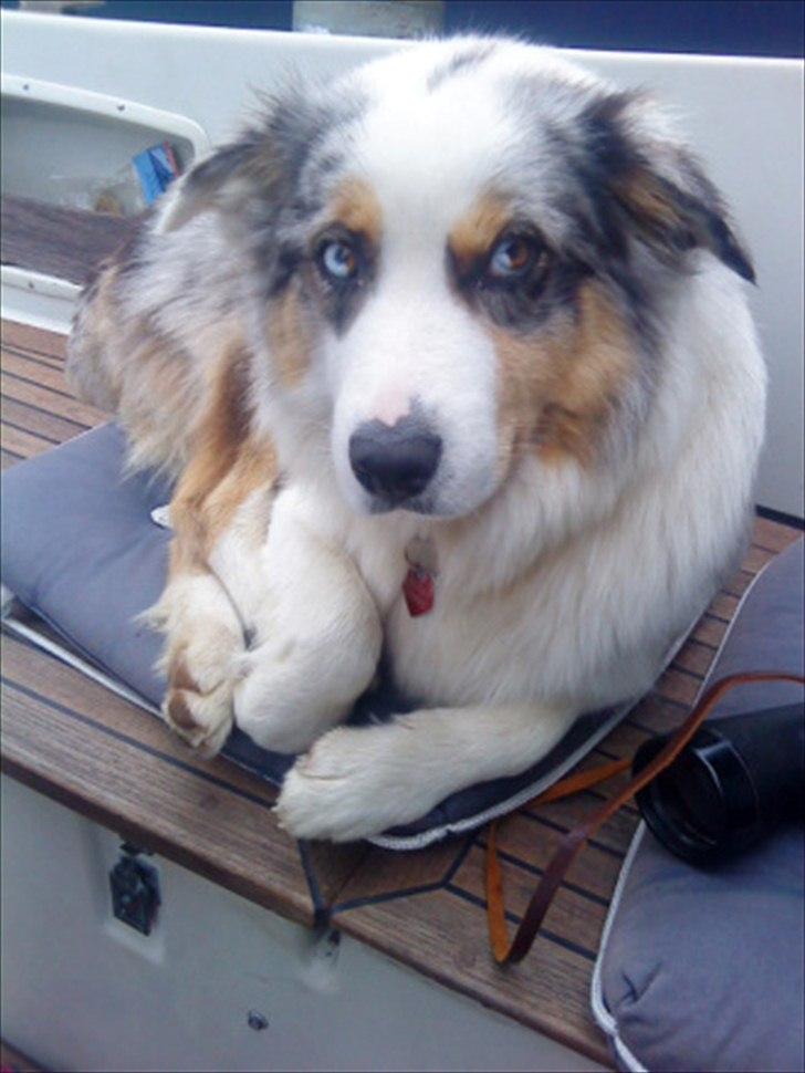 Australian shepherd Nivea billede 14