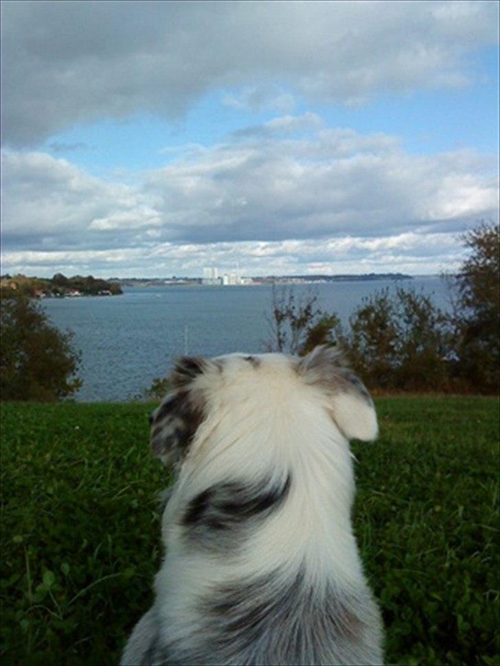 Australian shepherd Nivea billede 15