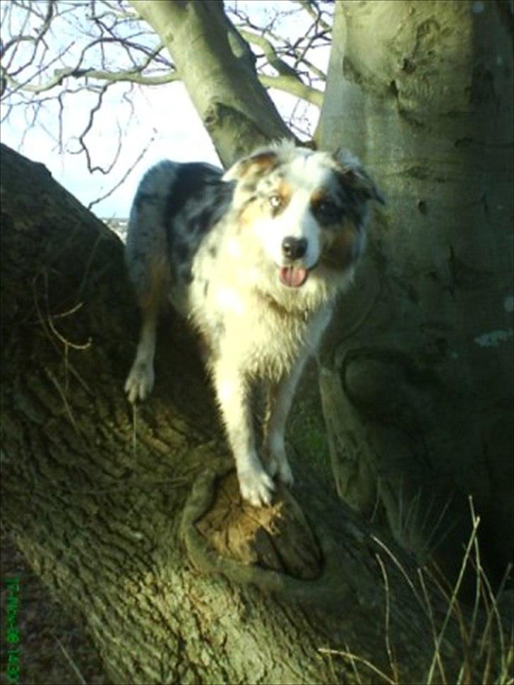 Australian shepherd Nivea billede 16