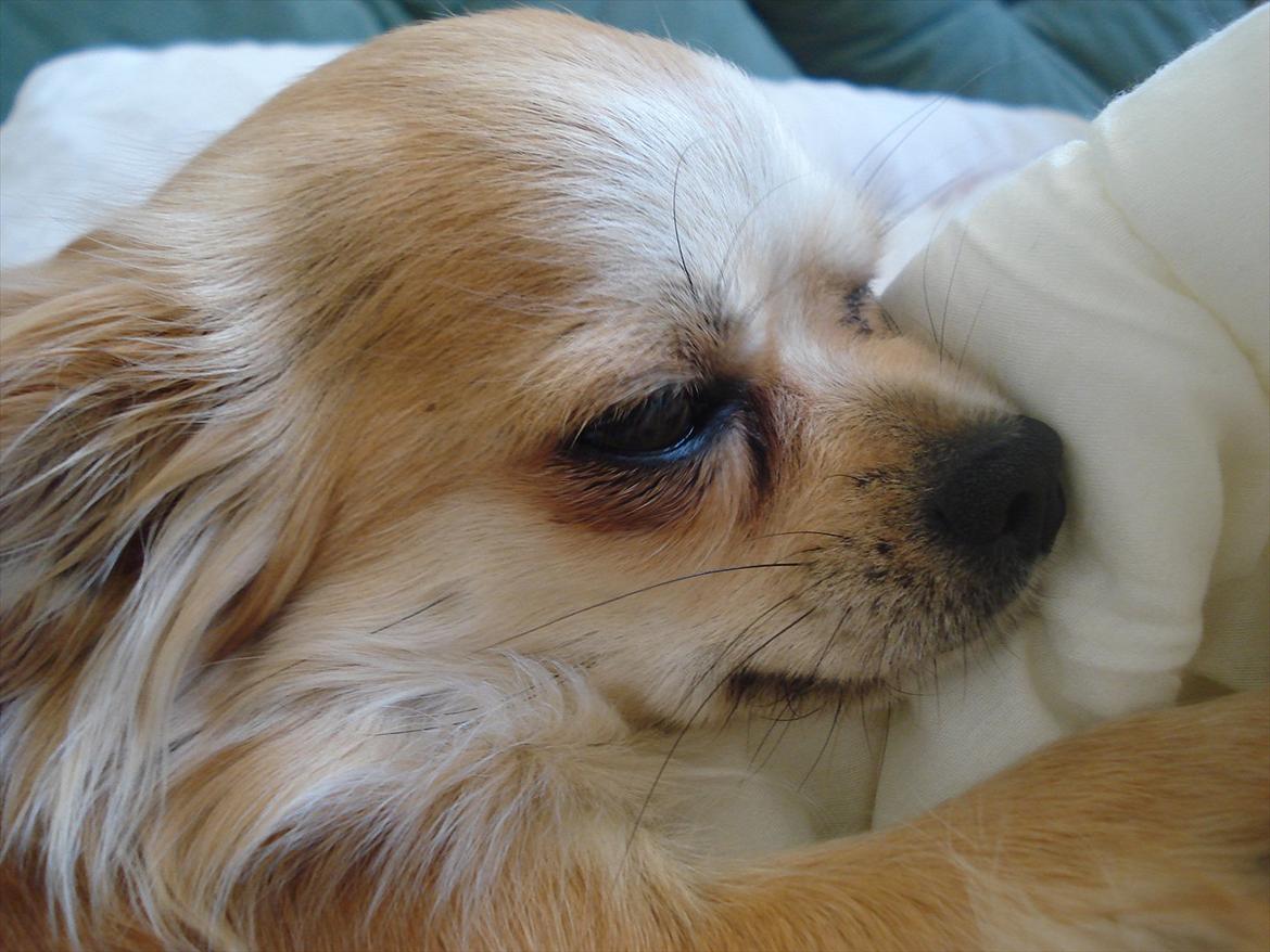 Chihuahua Bambi billede 2