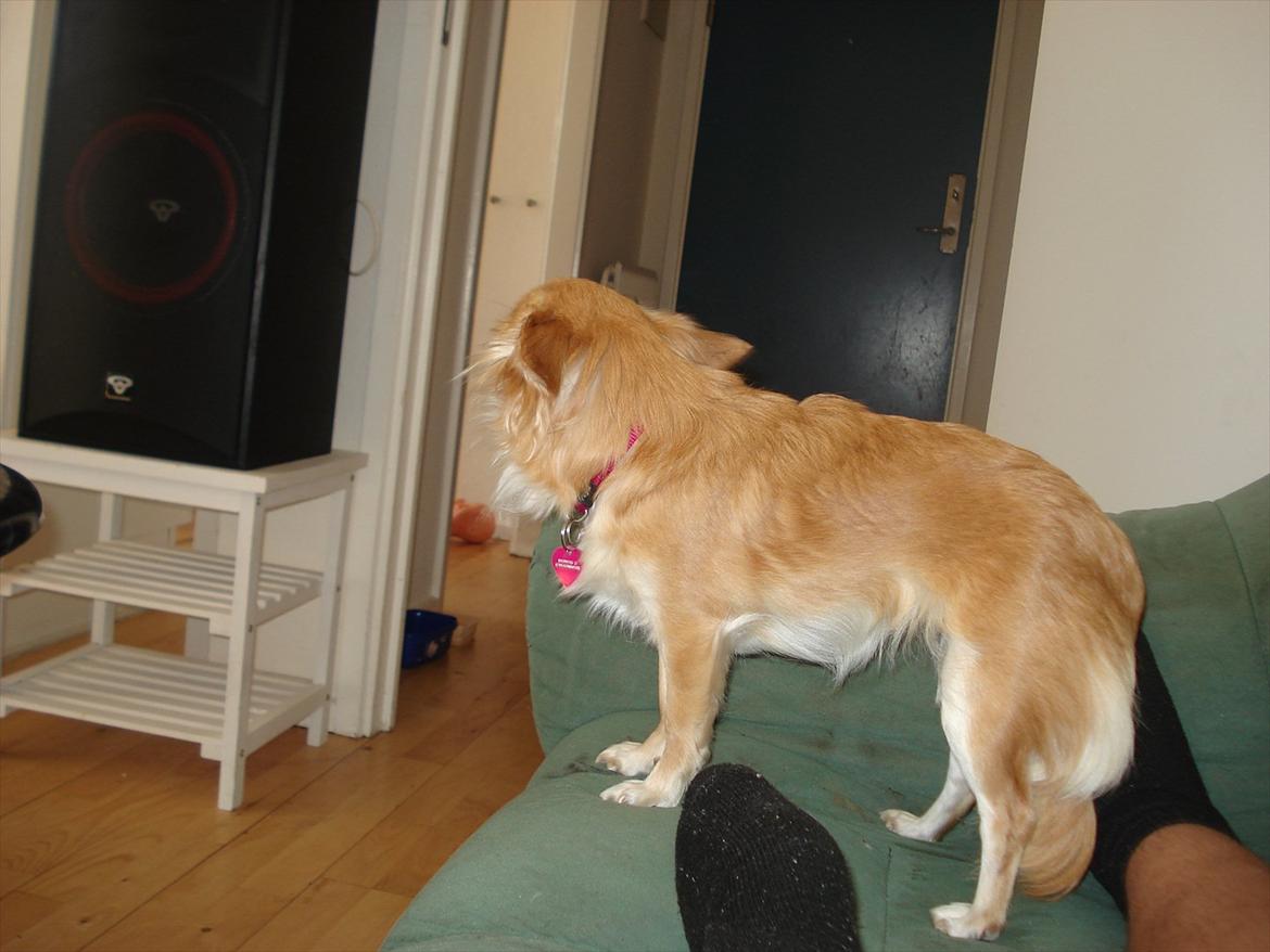 Chihuahua Bambi billede 3