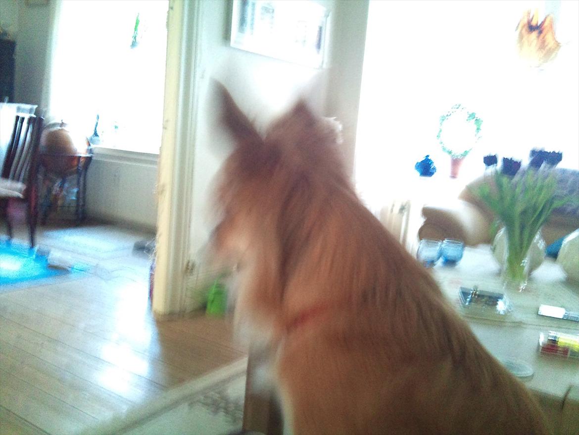 Chihuahua Bambi billede 6