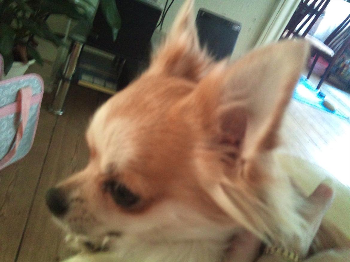 Chihuahua Bambi billede 7