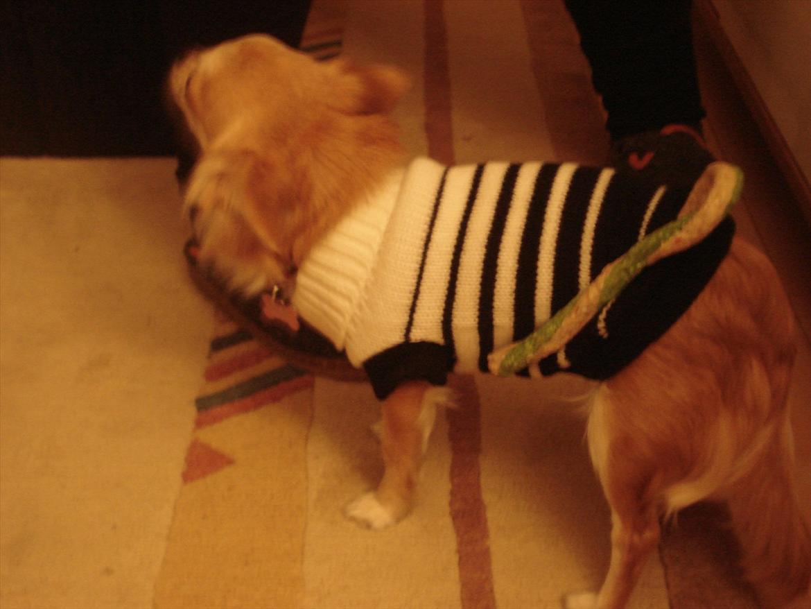 Chihuahua Bambi billede 9