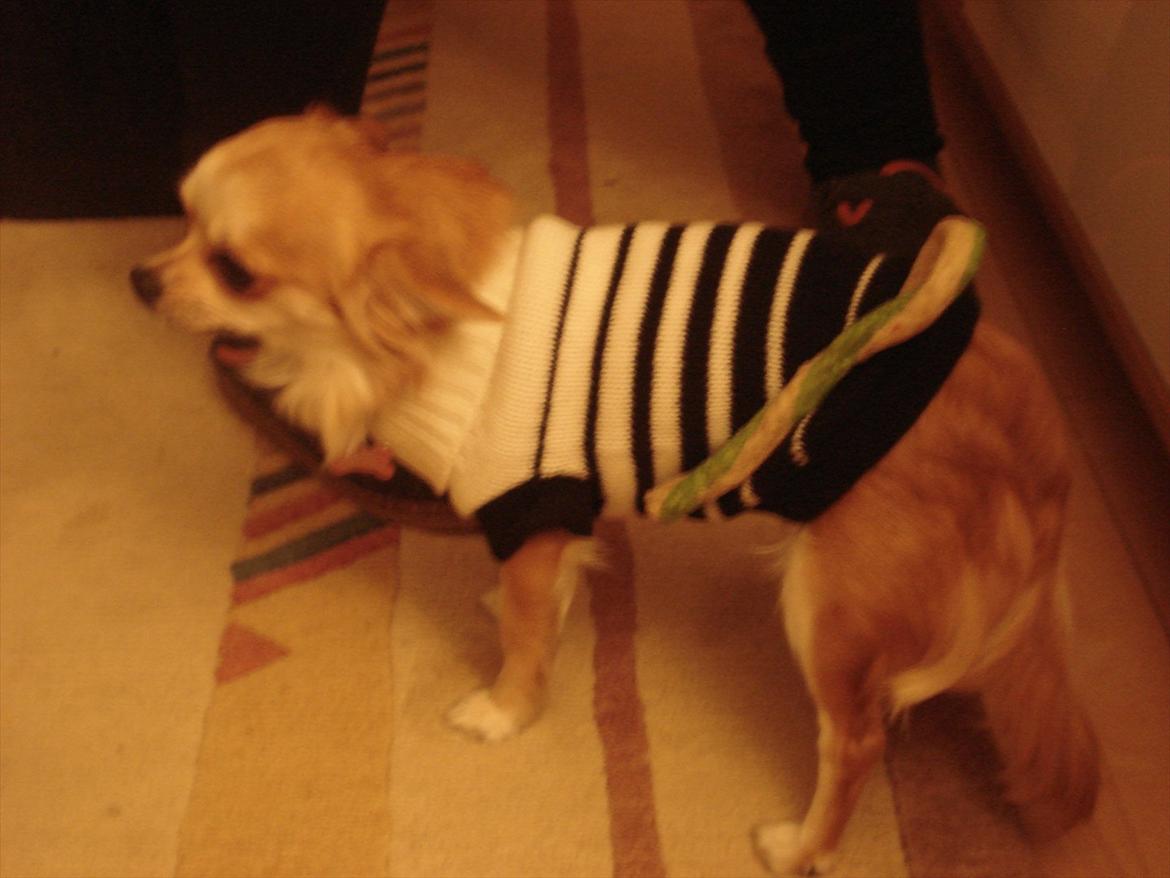 Chihuahua Bambi billede 10