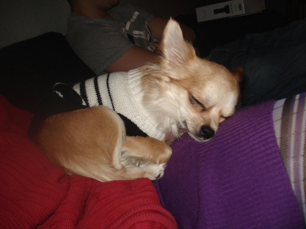 Chihuahua Bambi billede 11