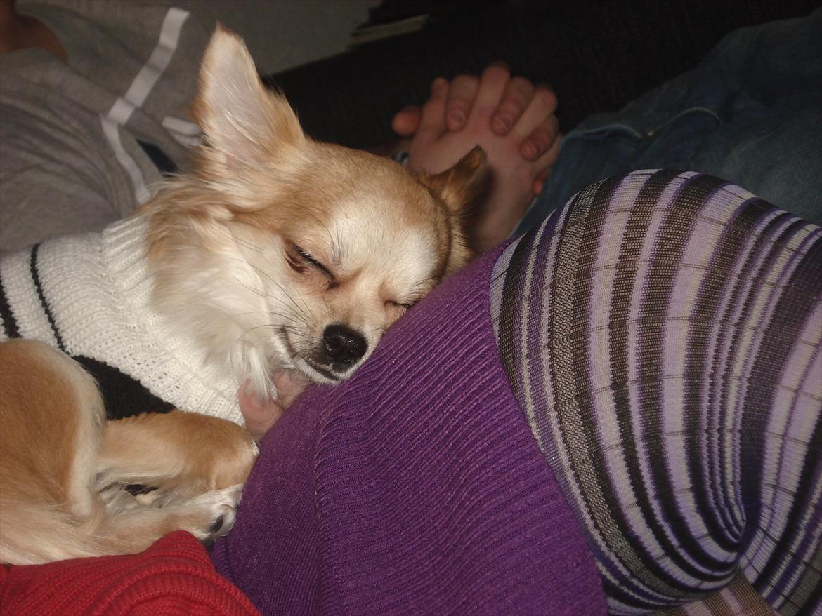 Chihuahua Bambi billede 12