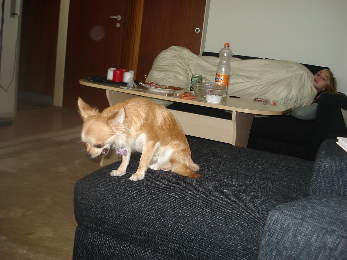 Chihuahua Bambi billede 13