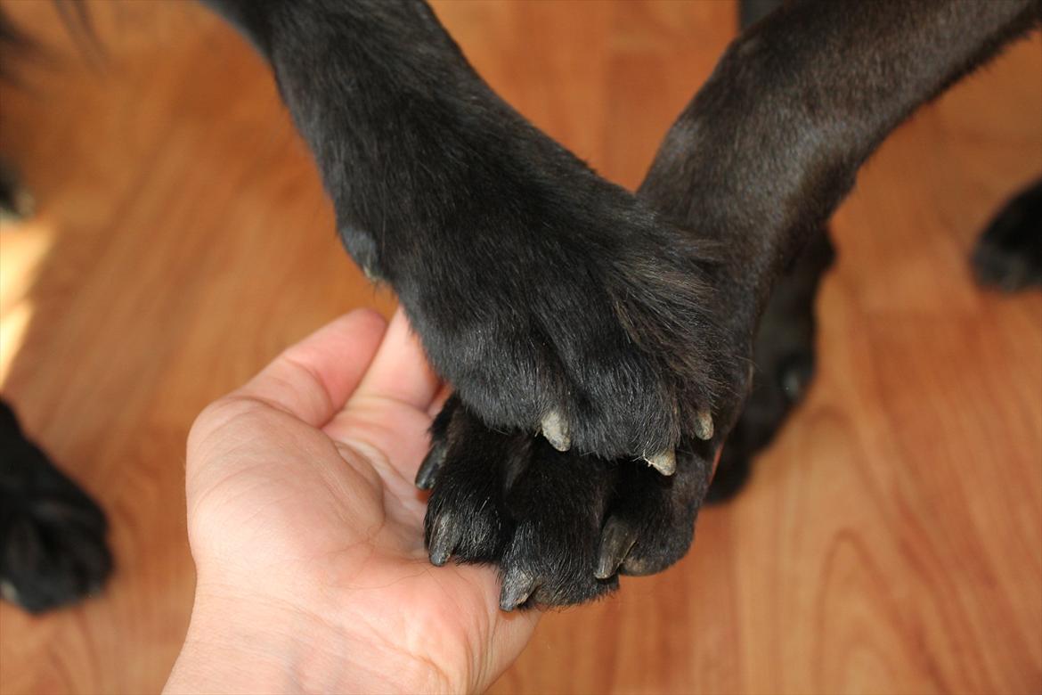 Blanding af racer Junior <3 - Junior, Kenzo&Mig = Sammen kan vi alt!<3 Jeg elsker jer! :')<3
Tak fordi i kiggede på Junior's profil! :b
Smid meget gerne en kommentar+bedømmelse! xD Det vil han sikkert blive glad for ;D Hehe :) billede 20