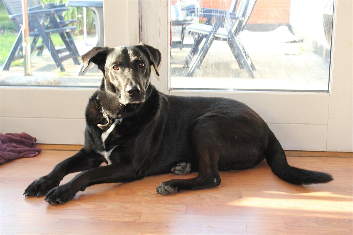 Blanding af racer Kenzo <3 - Min smukke hund!<3 =) billede 15