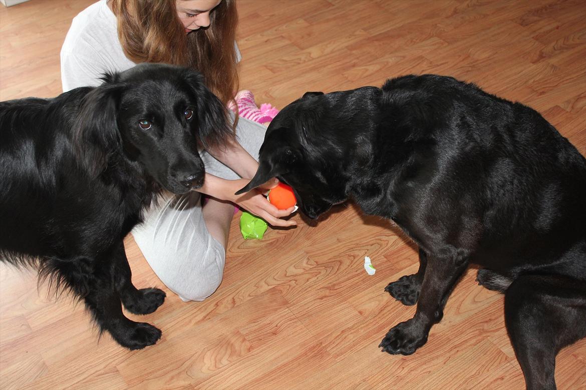 Blanding af racer Kenzo <3 - Kenzo der får sine gaver  på sin 6 års fødselsdag<3 Junior fik også de samme ting så han ikke blev snydt ;D TILLYKKE basse<3 Jeg elsker dig <3
(Junior er bange for kameraet) =) xD billede 17