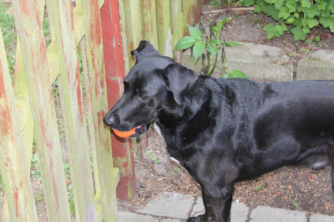 Blanding af racer Kenzo <3 - Kenzo venter på min far som skal lufte hundene ;D <3 billede 19