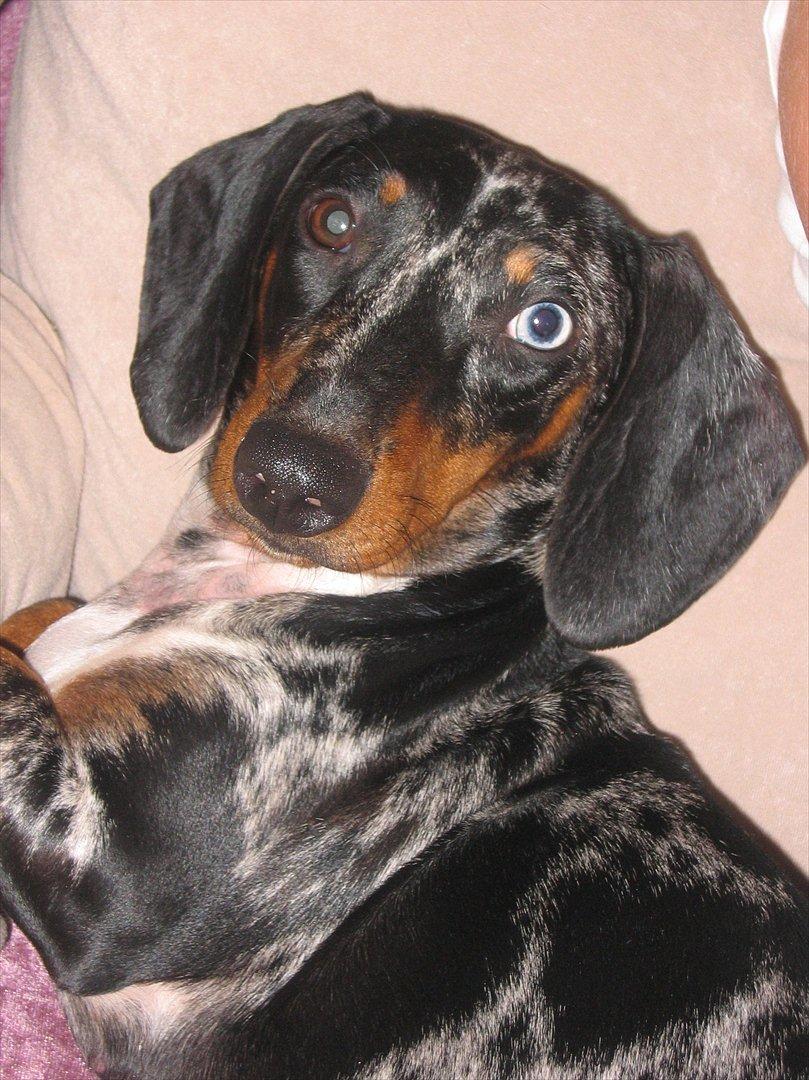 Gravhund Lady - Lady billede 1