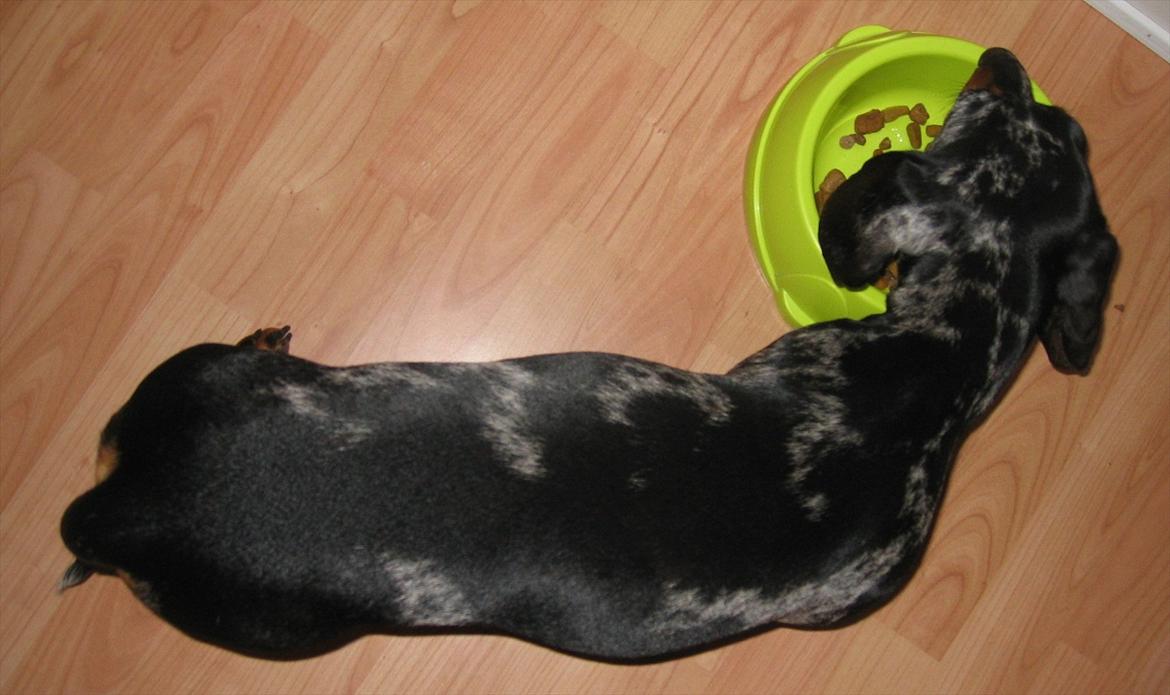 Gravhund Lady - Lady oppefra billede 2