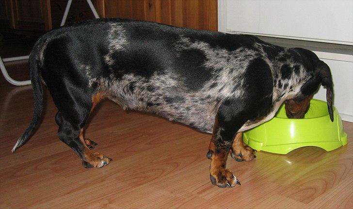 Gravhund Lady - Lady fra siden billede 3