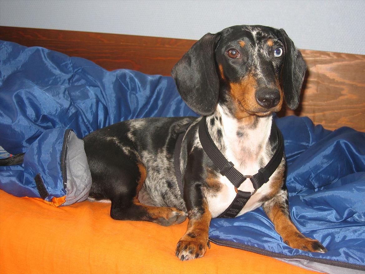 Gravhund Lady - Smukke Lady billede 4