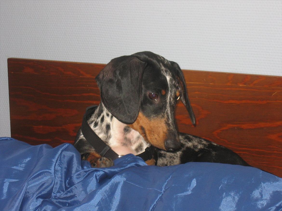 Gravhund Lady billede 5