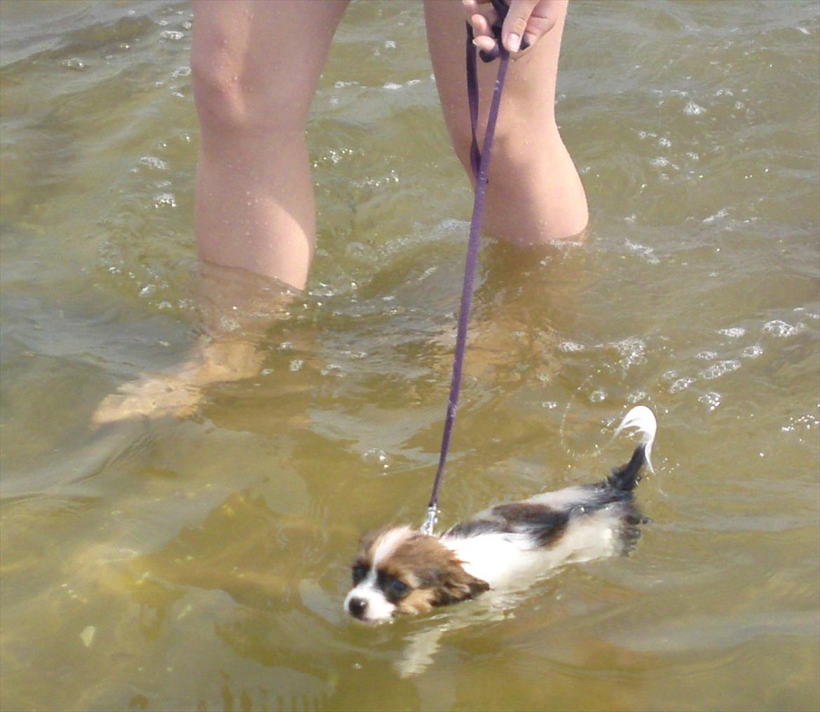 Papillon NA's Molly - Første svømmetur :) 3/7-2011 billede 14