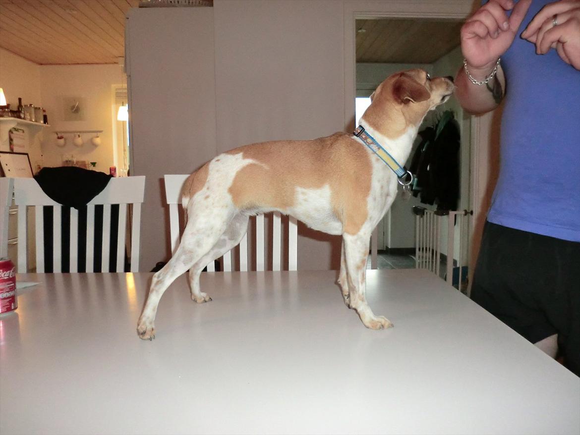 Dansk svensk gaardhund Molly - Heeey.. er det en guffer? billede 12