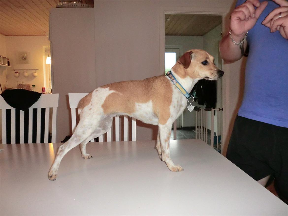 Dansk svensk gaardhund Molly - Neej.. jeg blev snydt :( billede 13