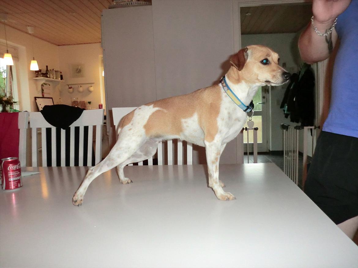 Dansk svensk gaardhund Molly - uhhhh.. bagbenene glider! :) billede 14