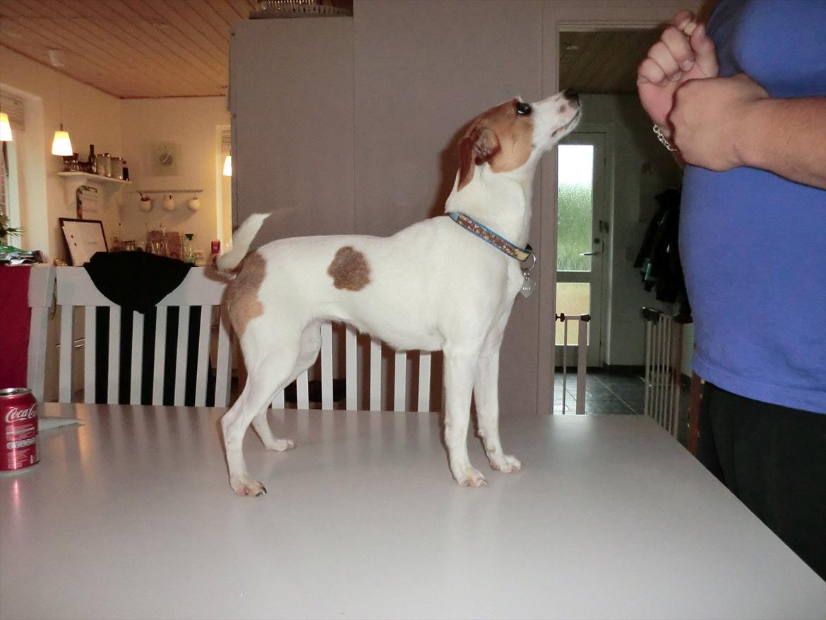 Dansk svensk gaardhund Holgers Rose (Kiki) - hvorfor skal jeg stå her? billede 16