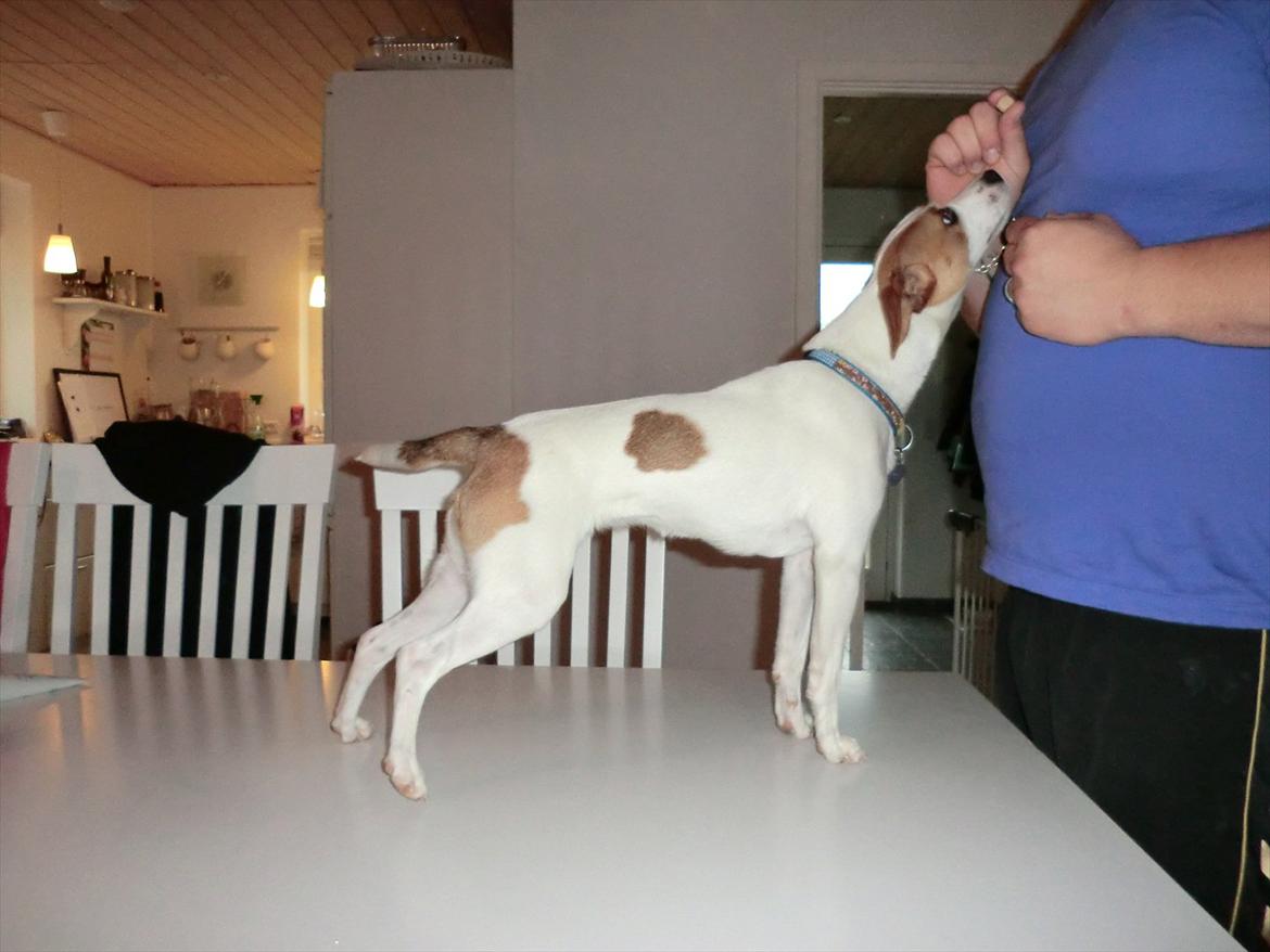 Dansk svensk gaardhund Holgers Rose (Kiki) - Hov Hov! Hvad er det du har der far? :) billede 17