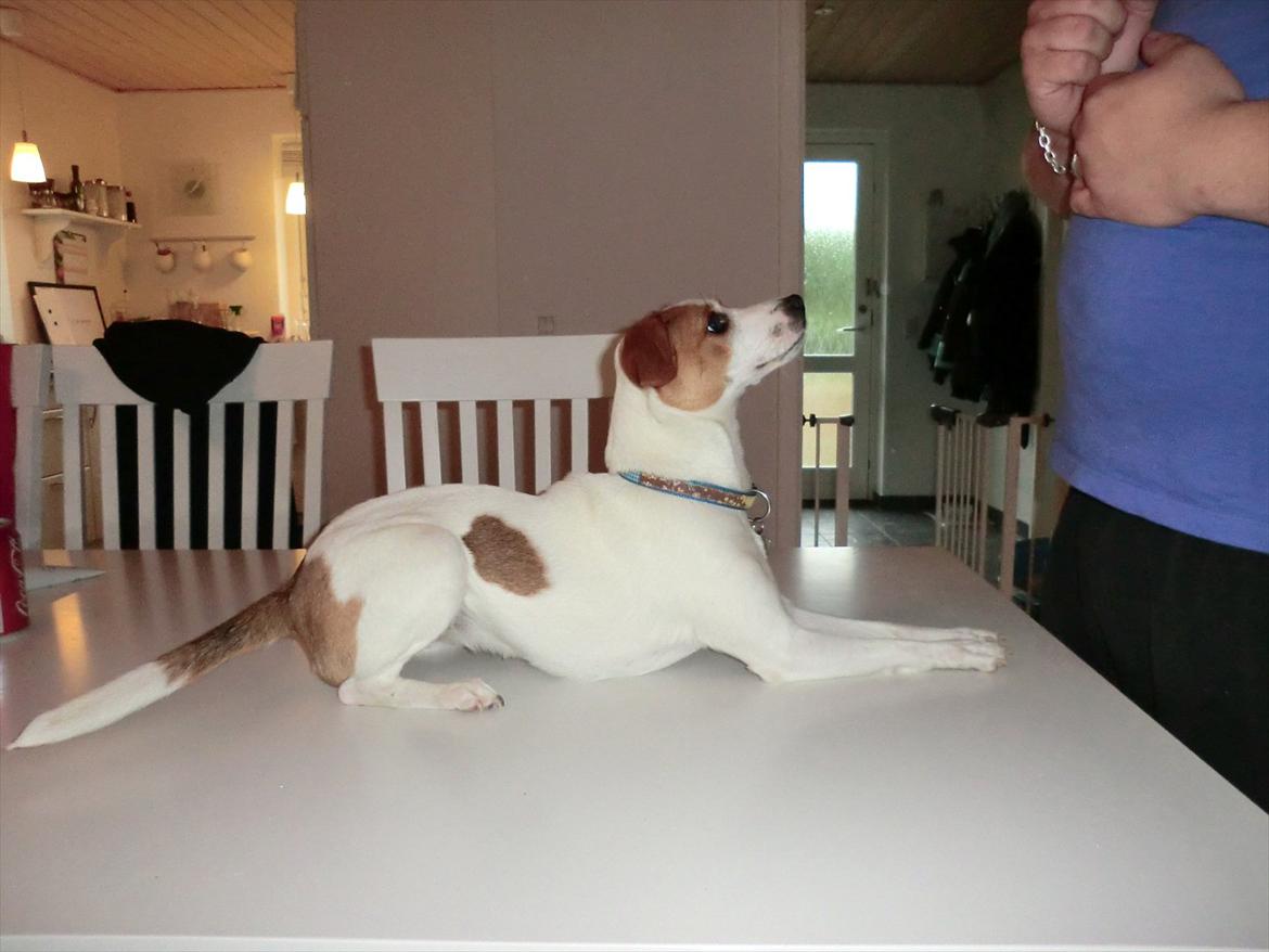 Dansk svensk gaardhund Holgers Rose (Kiki) - Ihh.. se jeg kan os ligge helt stille og pænt! Giv mig den nu!! billede 18