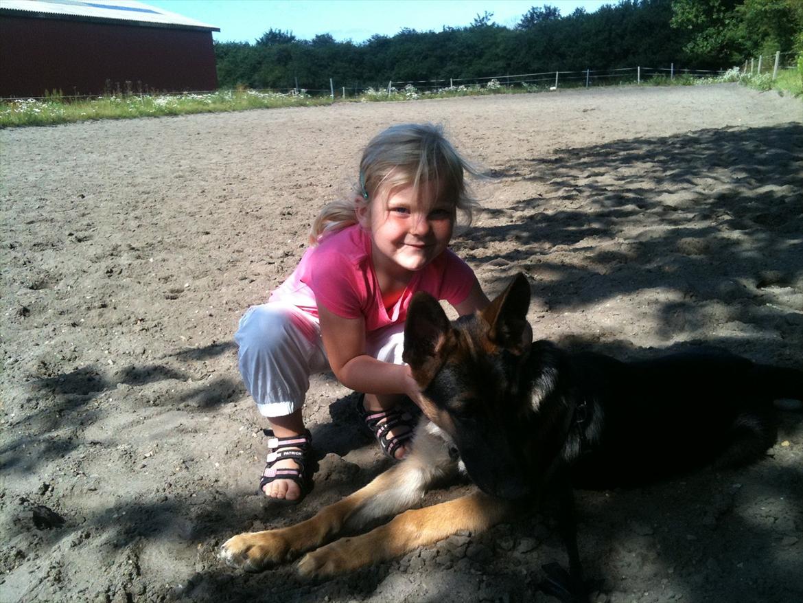 Schæferhund Kento billede 11