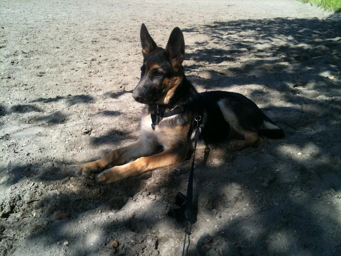 Schæferhund Kento billede 1