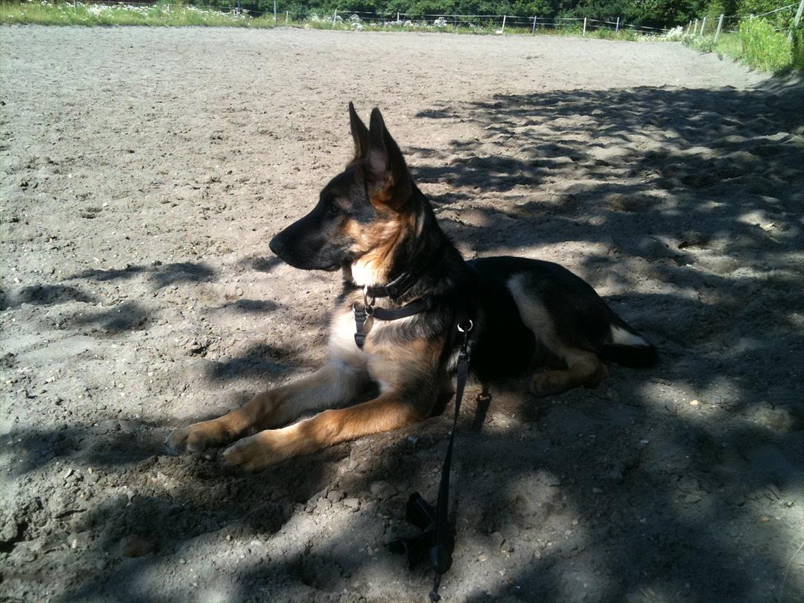 Schæferhund Kento billede 12