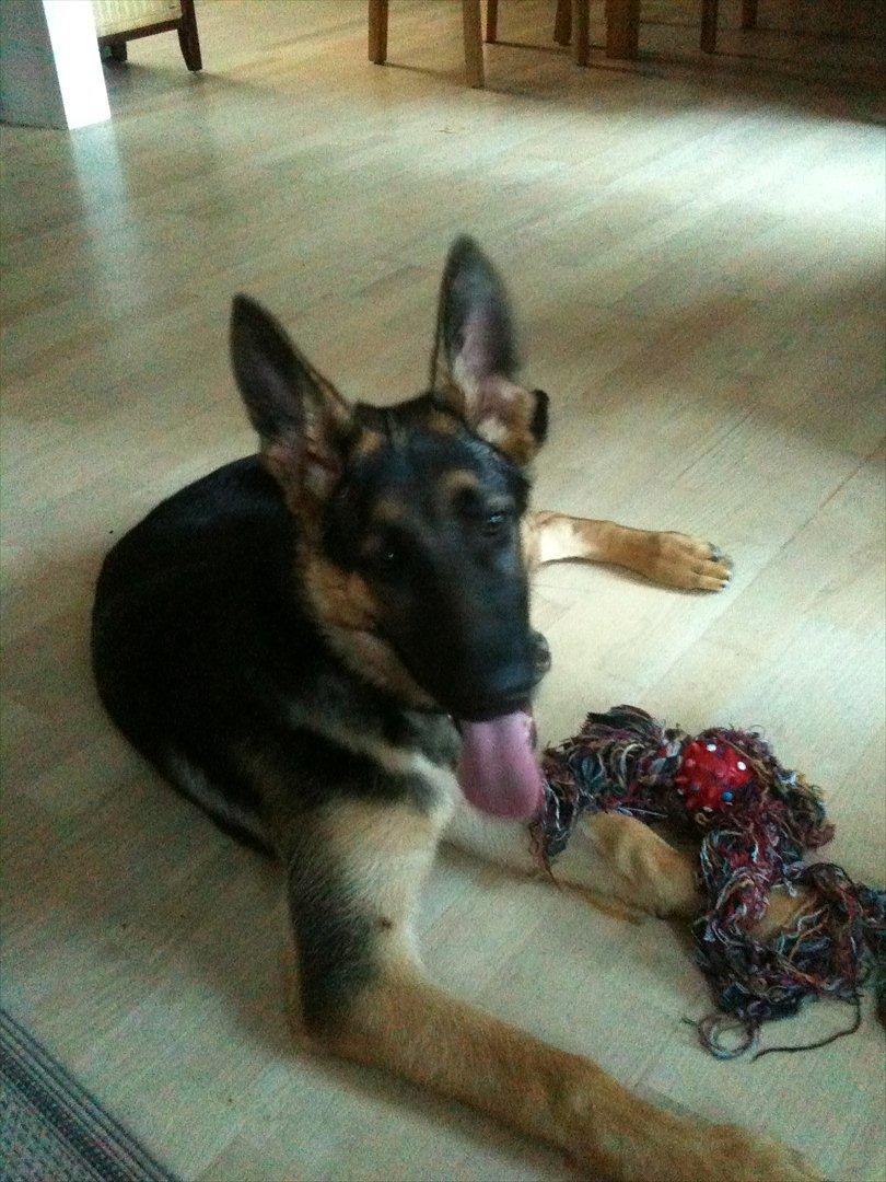 Schæferhund Kento billede 13