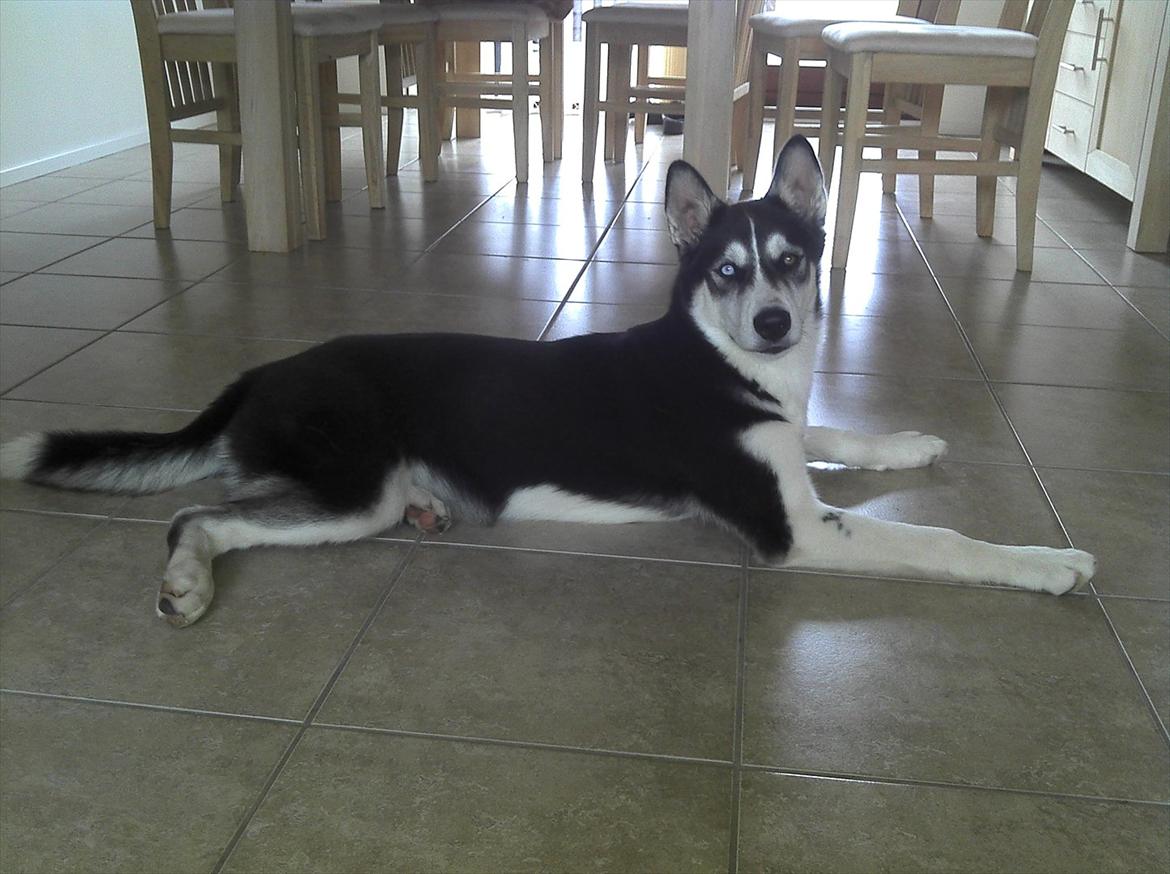 Siberian husky Ayo billede 15