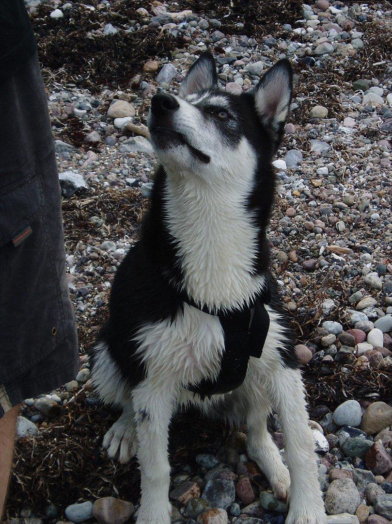 Siberian husky Ayo billede 16
