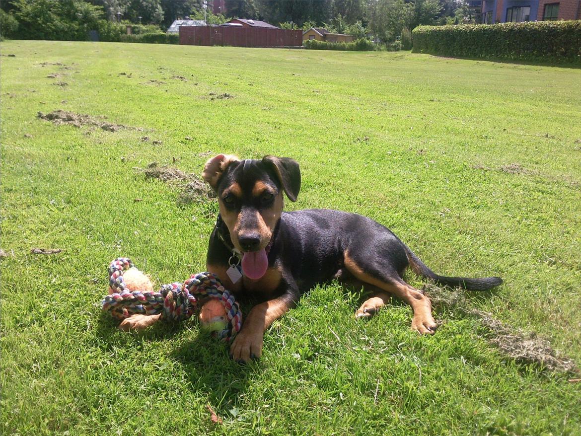 Blanding af racer Charlie Chaplin - Hej og velkommen:-) Sommer 11 billede 1