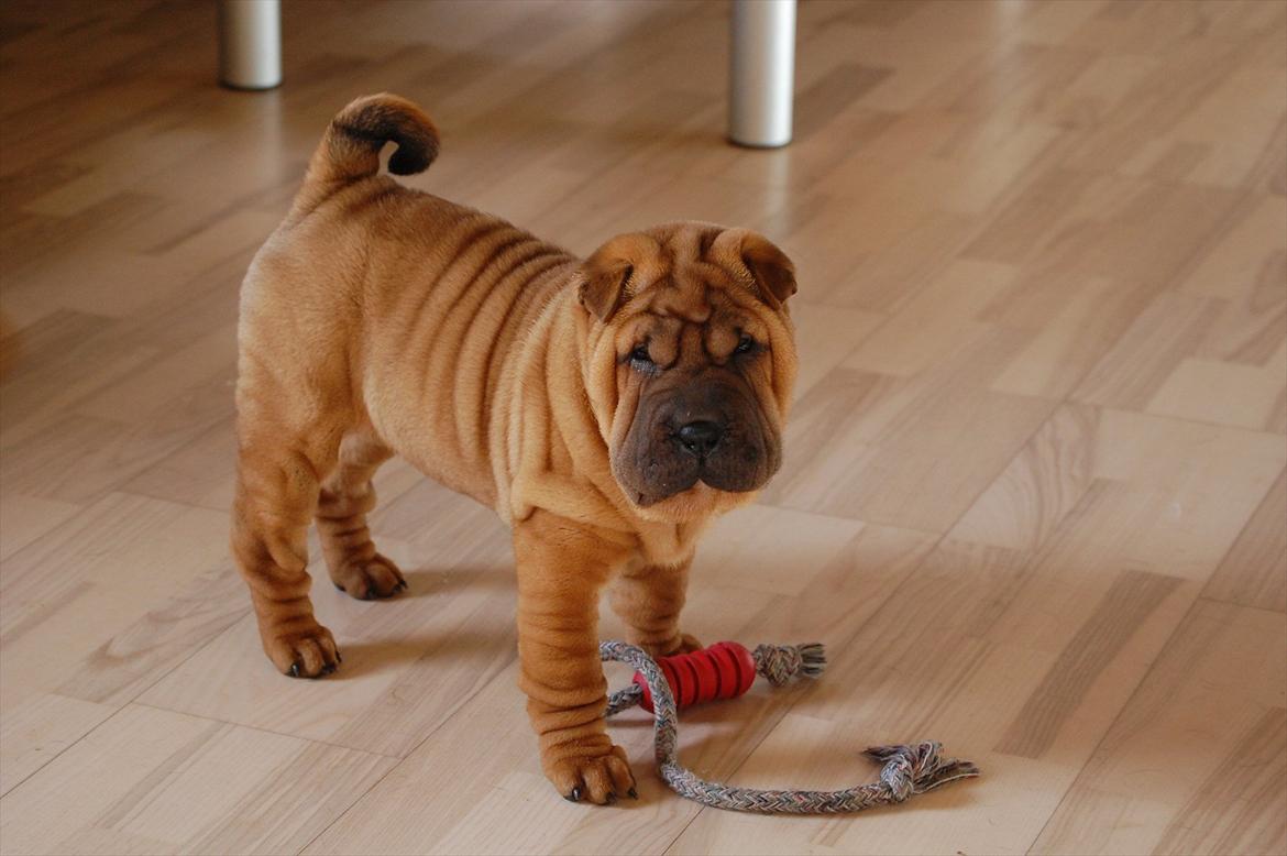 Shar pei Cherry Kiss billede 1