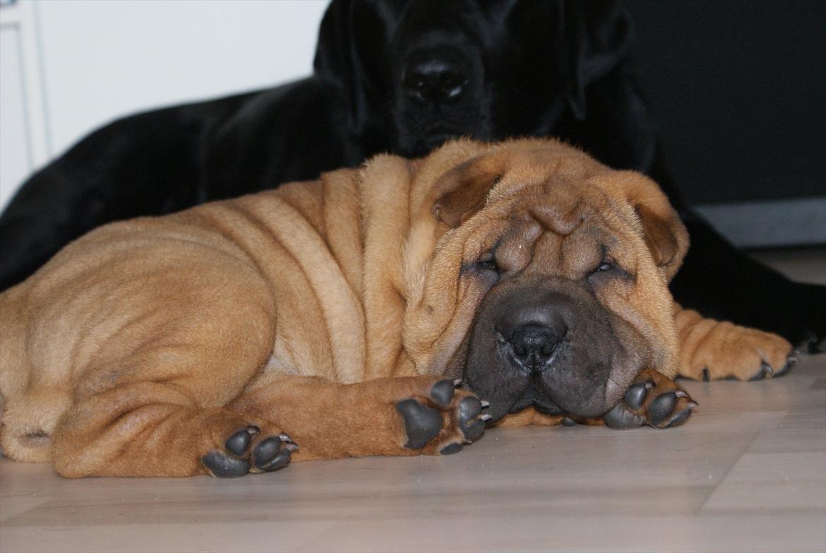 Shar pei Cherry Kiss billede 2
