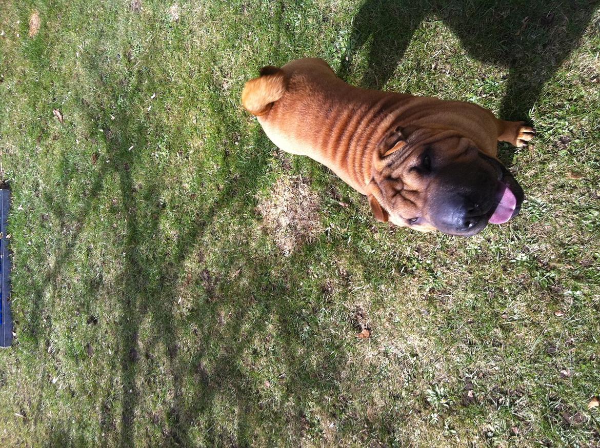 Shar pei Cherry Kiss billede 3